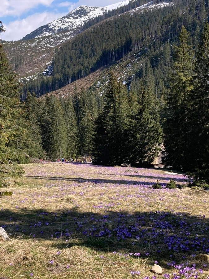 Nauczycielskie Centrum Zakopane Dış mekan fotoğraf